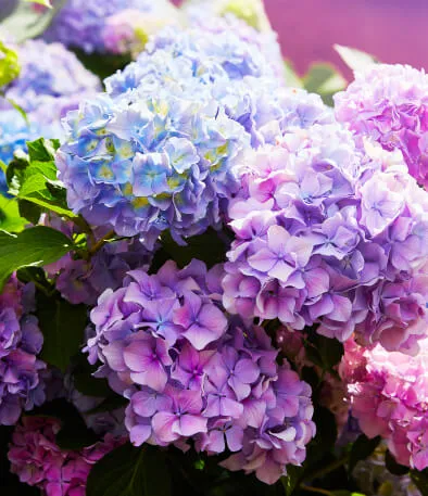 Imagen de unas hortensias plantadas en otoño