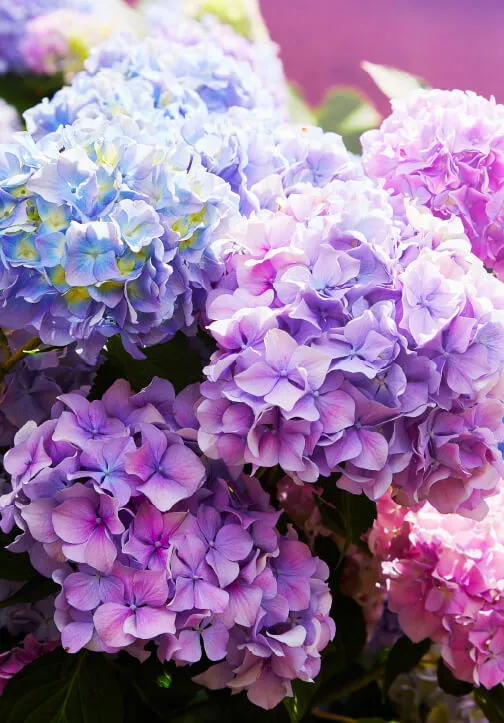 Imagen de unas hortensias plantadas en otoño