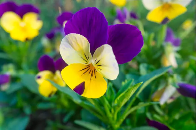 Imagen de unas flores plantadas como semillas durante la época de otoño