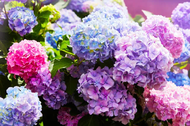 Imagen de unas flores plantadas en otoño